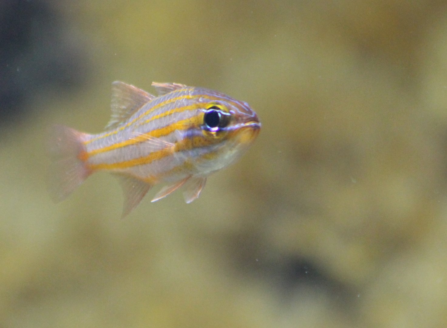 Yellow-striped cardinalfish - Ostorhinchus cyanosoma