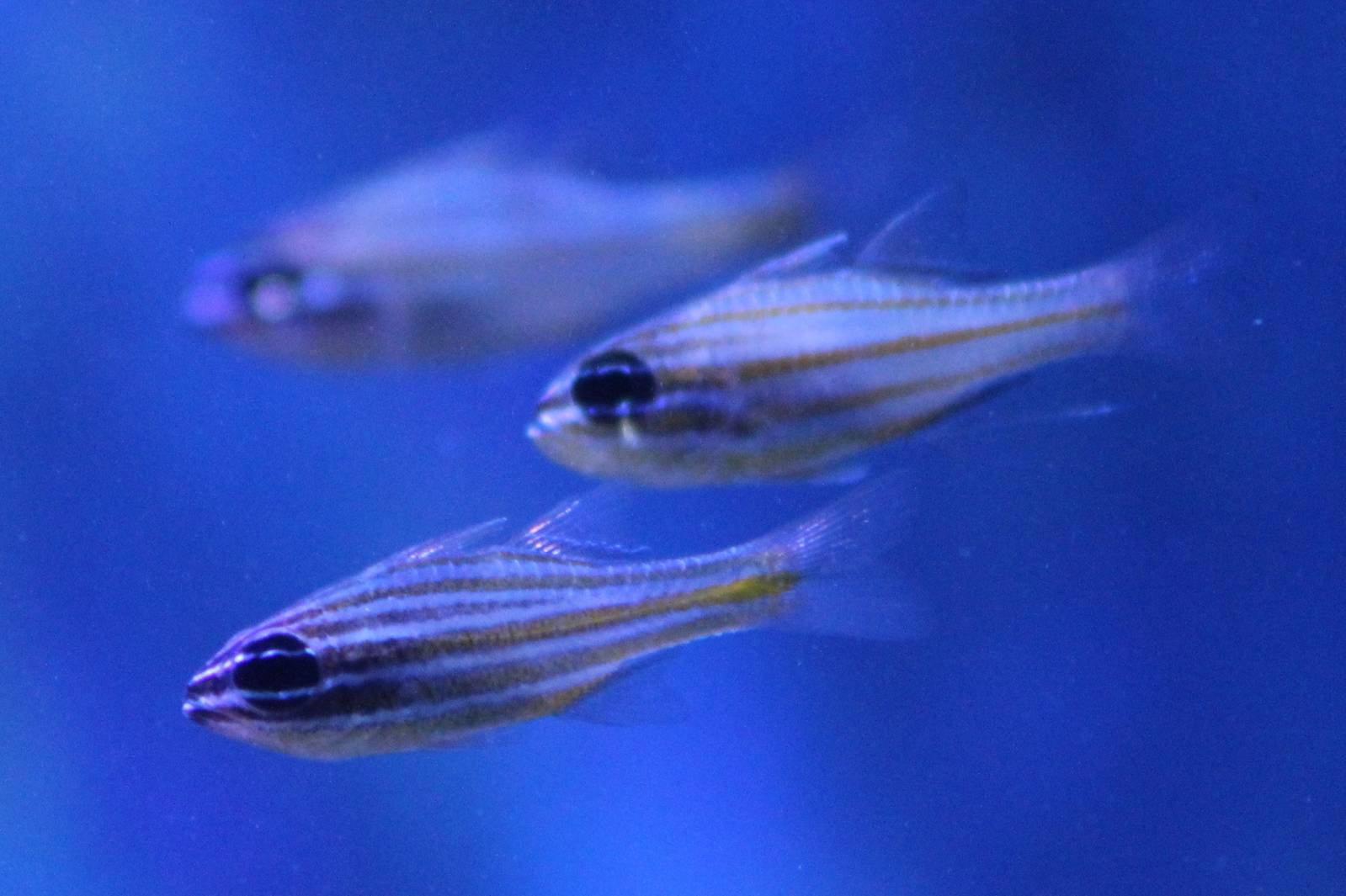Yellow-striped cardinalfish