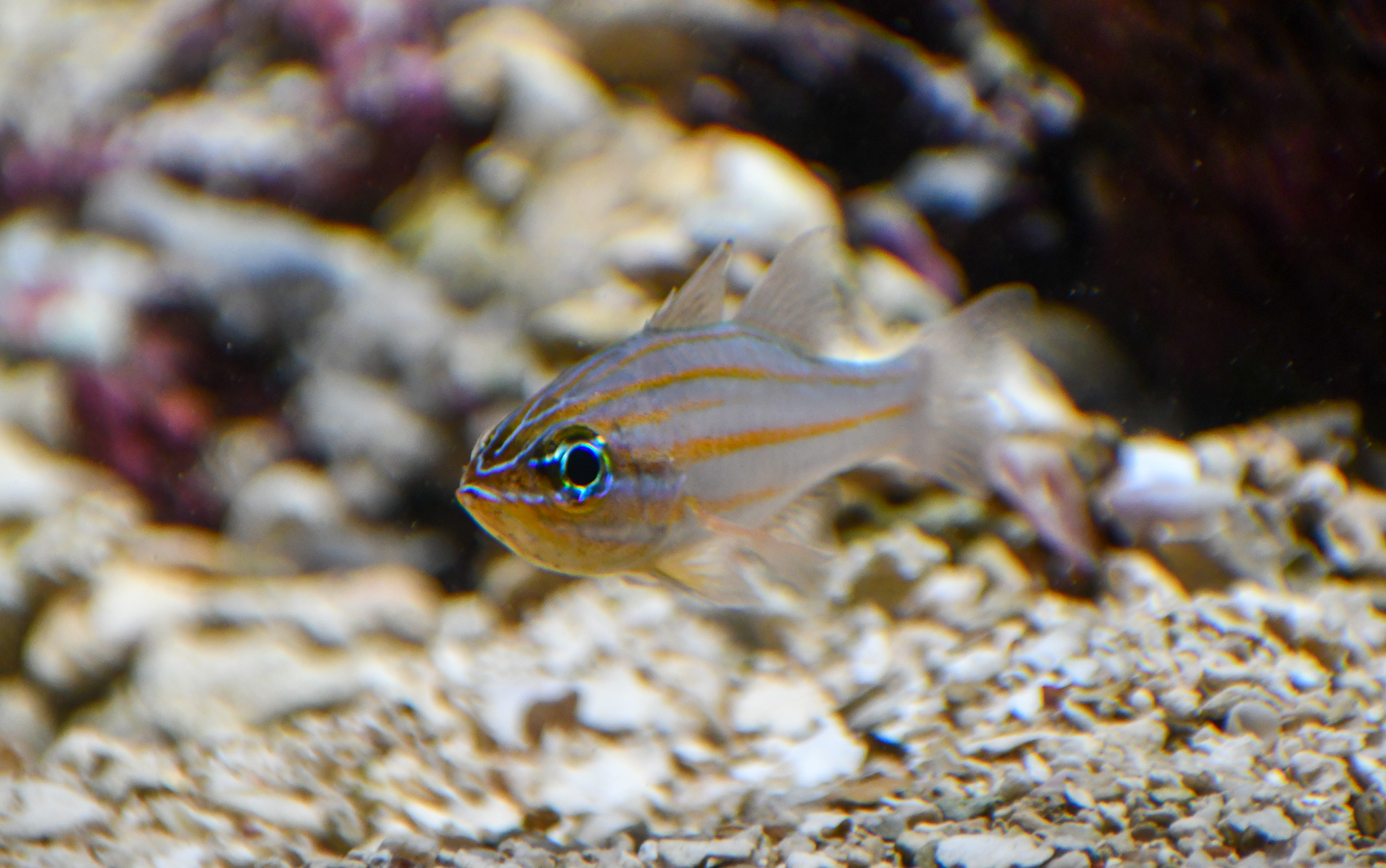 Yellow-striped Cardinalfish