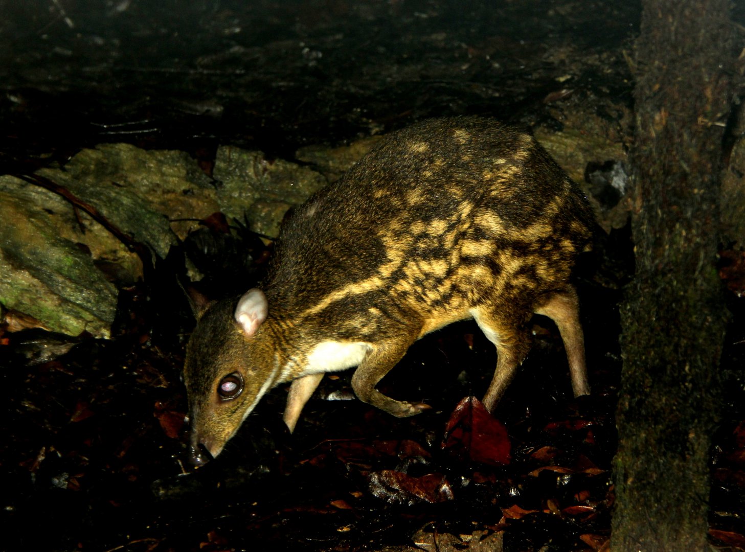 yellow-striped chevrotain (Moschiola kathygre)