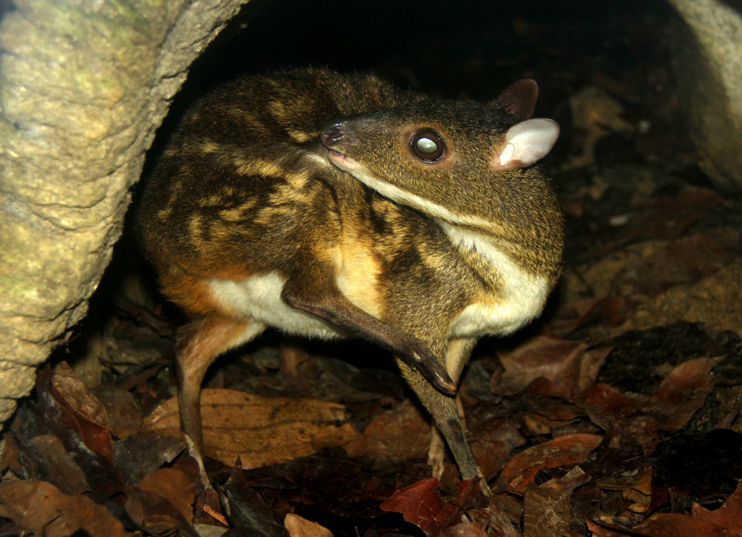 yellow-striped chevrotain (Moschiola kathygre)