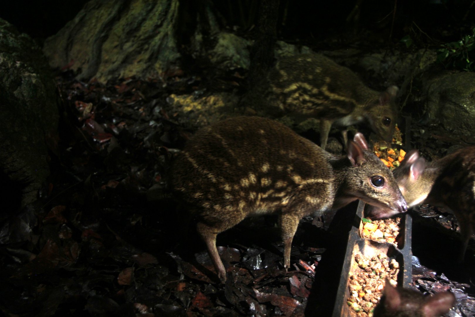 yellow-striped chevrotain (Moschiola kathygre)
