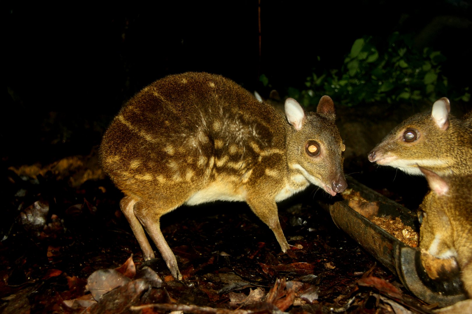 yellow-striped chevrotain (Moschiola kathygre)