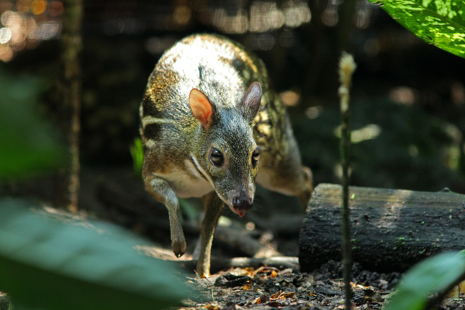 Yellow-striped chevrotain