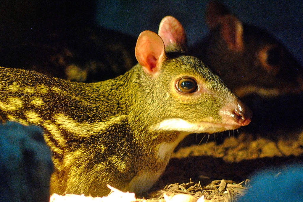 Yellow-striped chevrotain