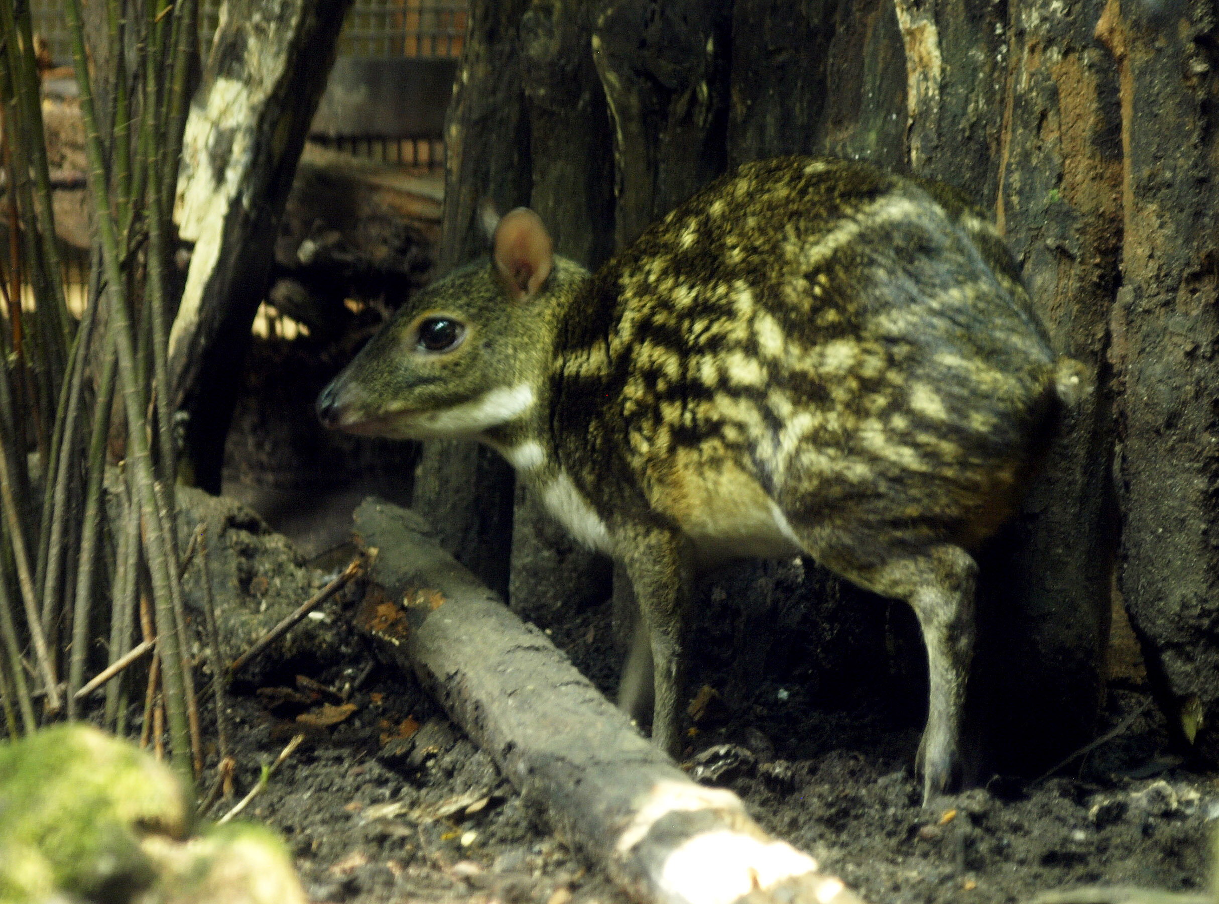 Yellow-striped Chevrotain