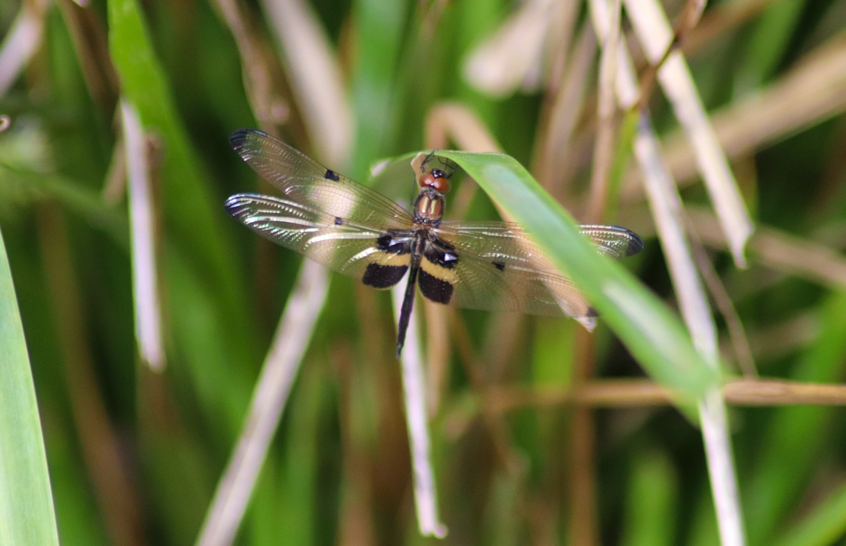 Yellow-striped Flutterer (Rhyothemis phyllis)