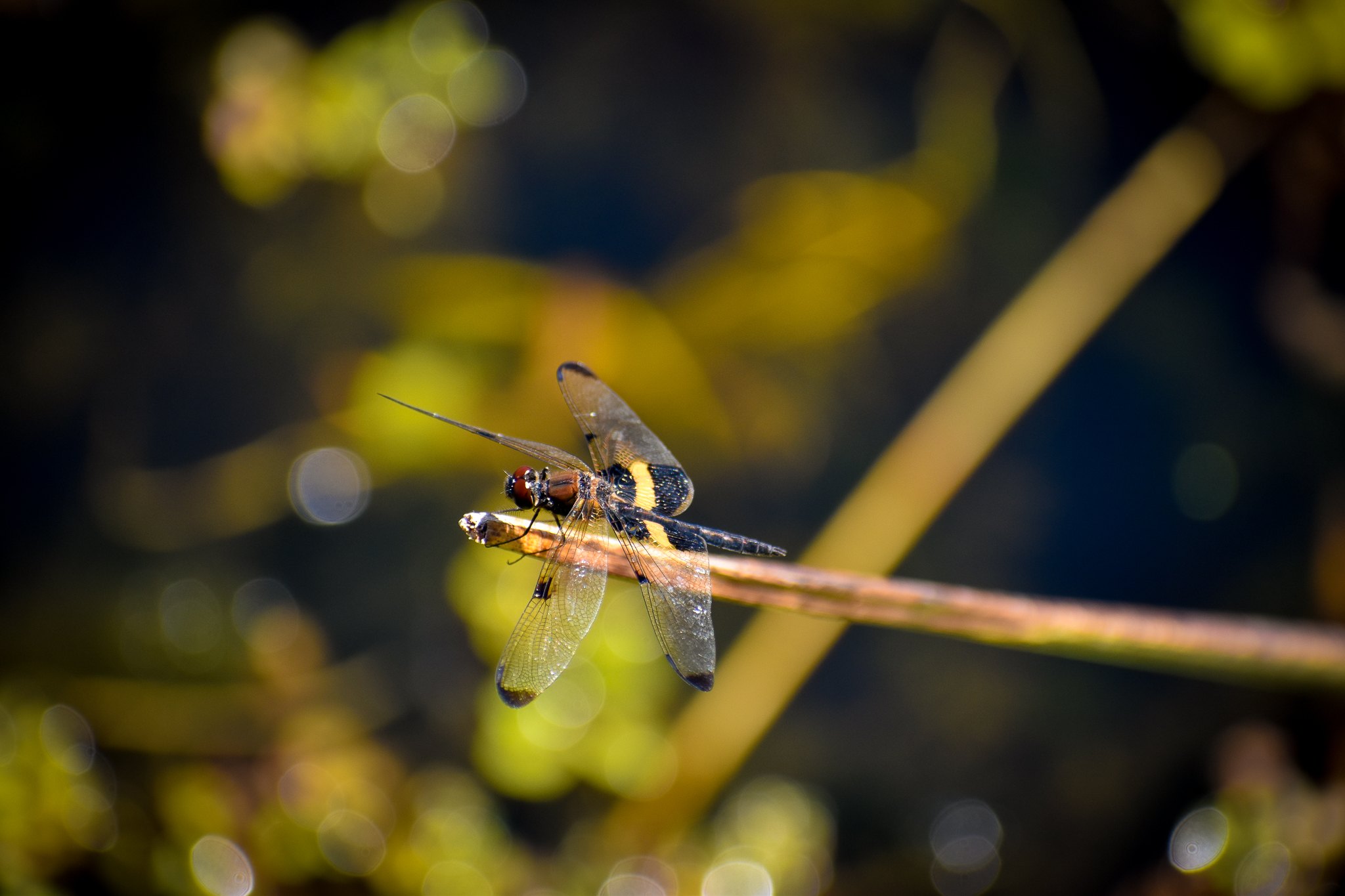 Yellow-striped Flutterer (Rhyothemis phyllis)