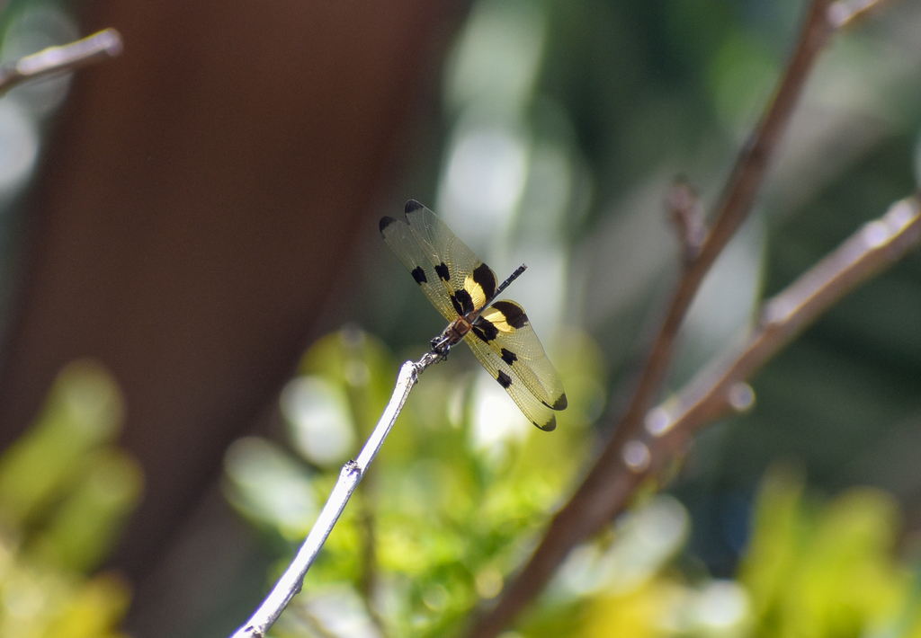 Yellow-striped Flutterer, Rhyothemis phyllis