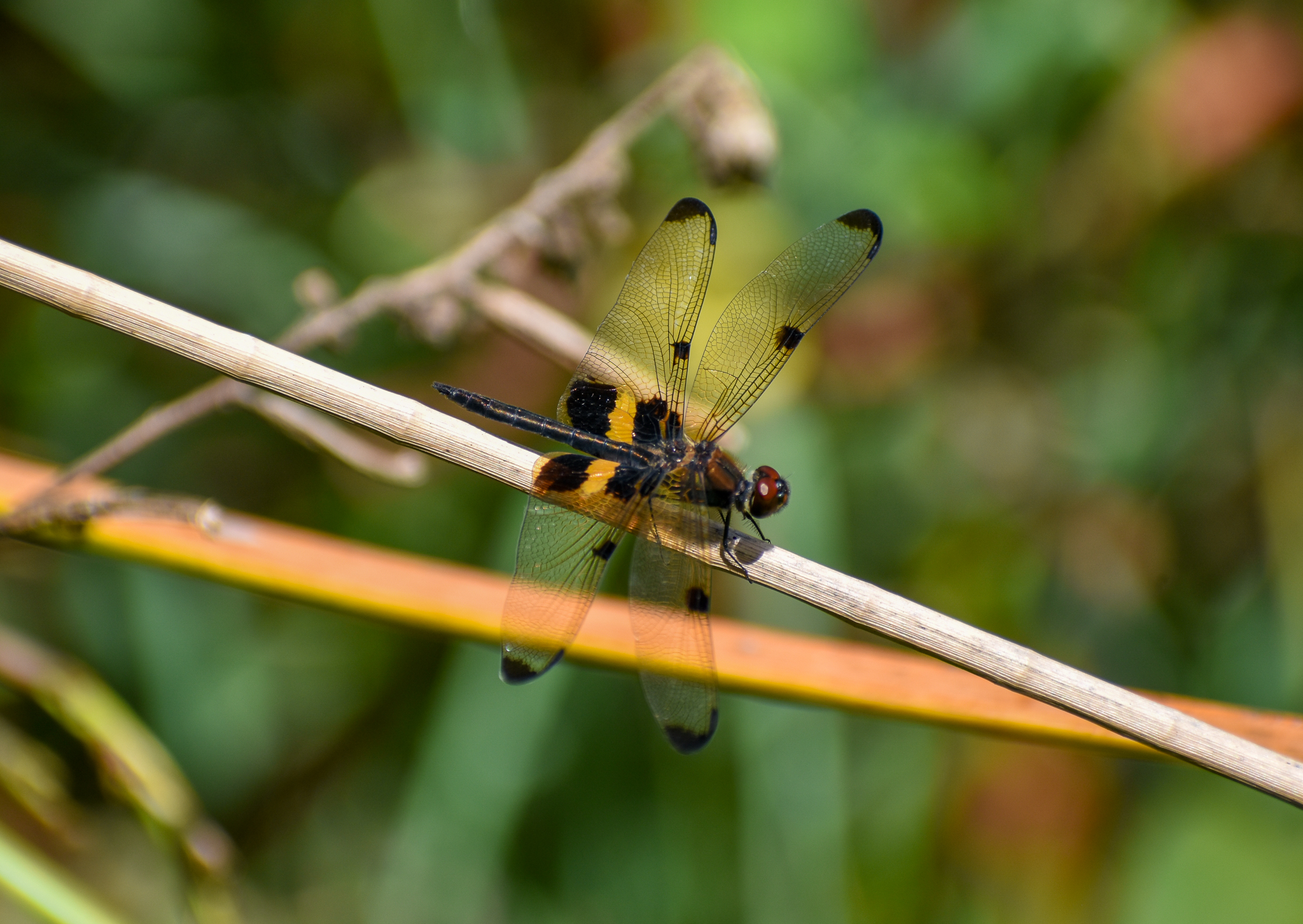 Yellow-striped Flutterer