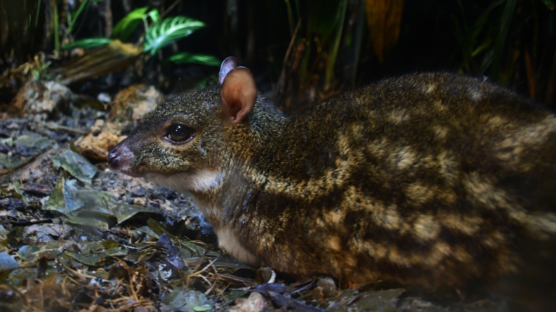 Yellow-striped Mousedeer (Moschiola kathygre)