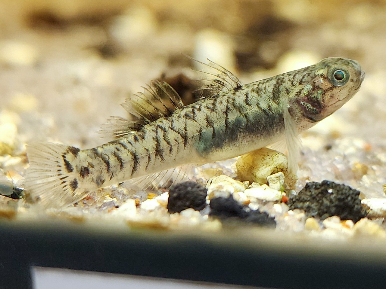 Yellow-striped Mud Goby (Mugilogobius chulae)