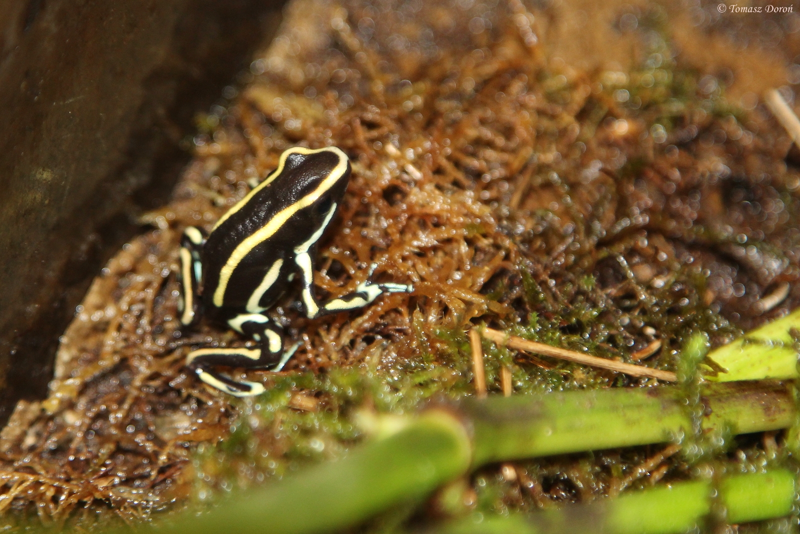 Yellow-striped Poison Dart Frog (Dendrobates truncatus)