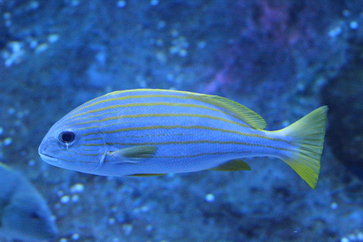 Yellow-striped sweetlips (Plectorhinchus chrysotaenia) - BXSea