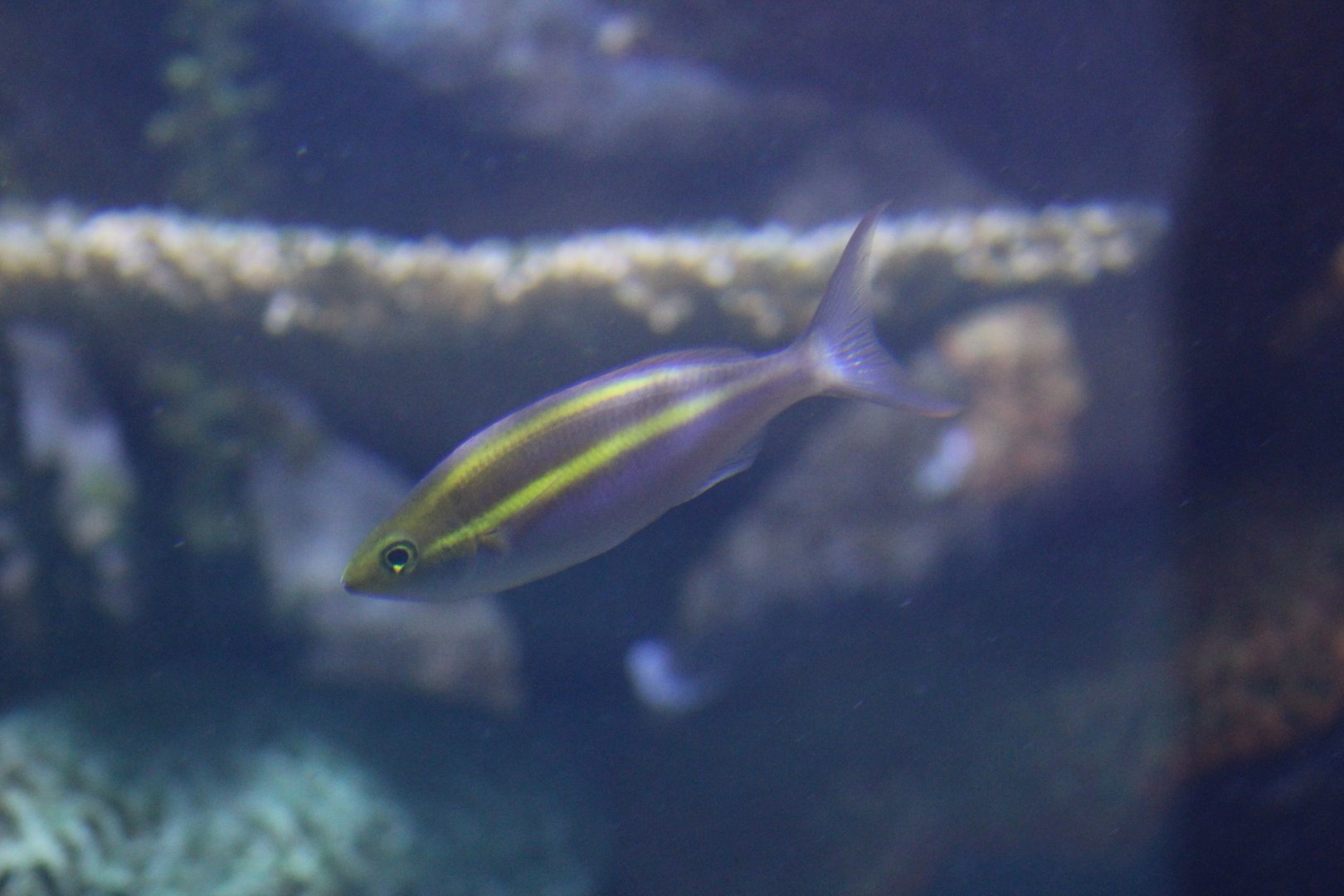 Yellow-Striped Threadfin Bream