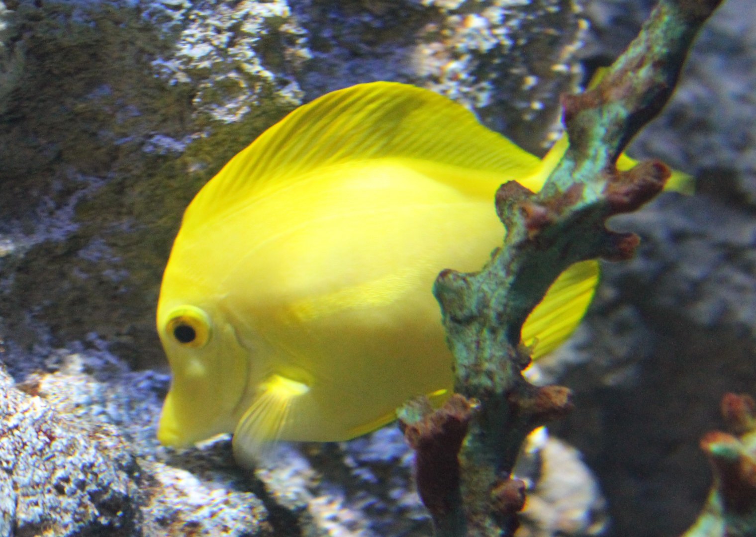 Yellow surgeonfish - Zebrasoma flavescens