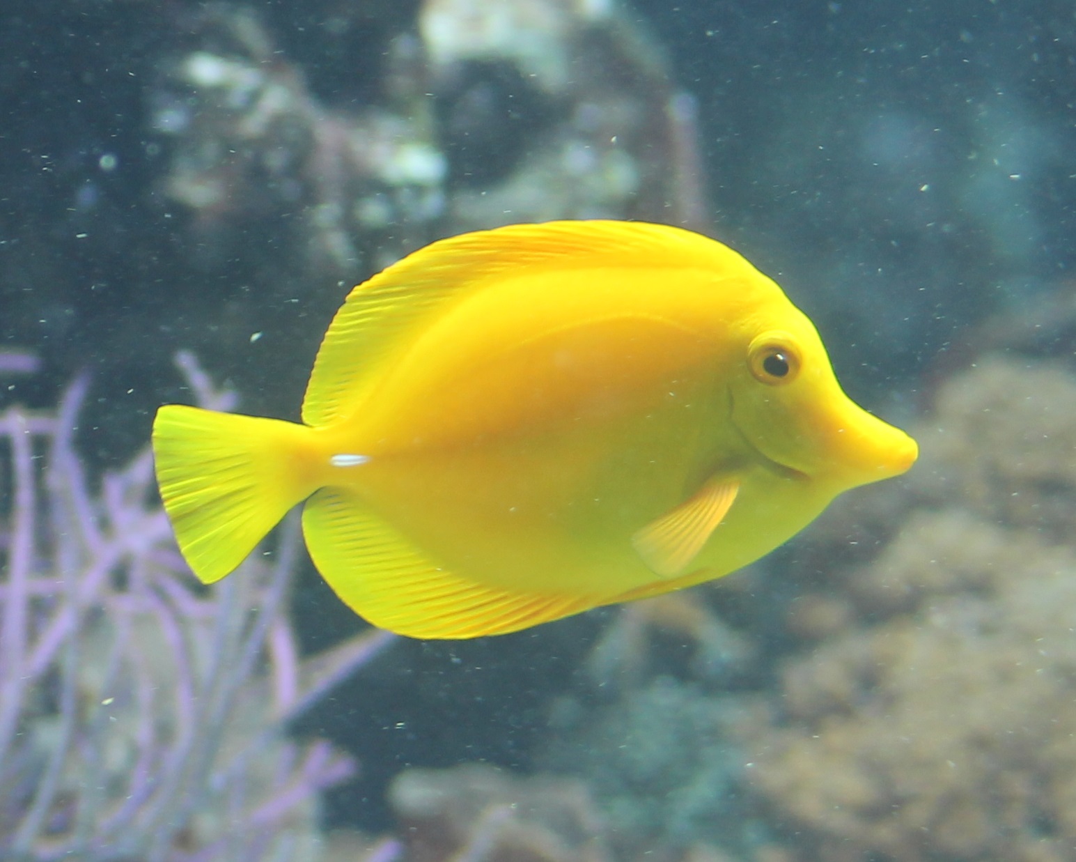 Yellow surgeonfish