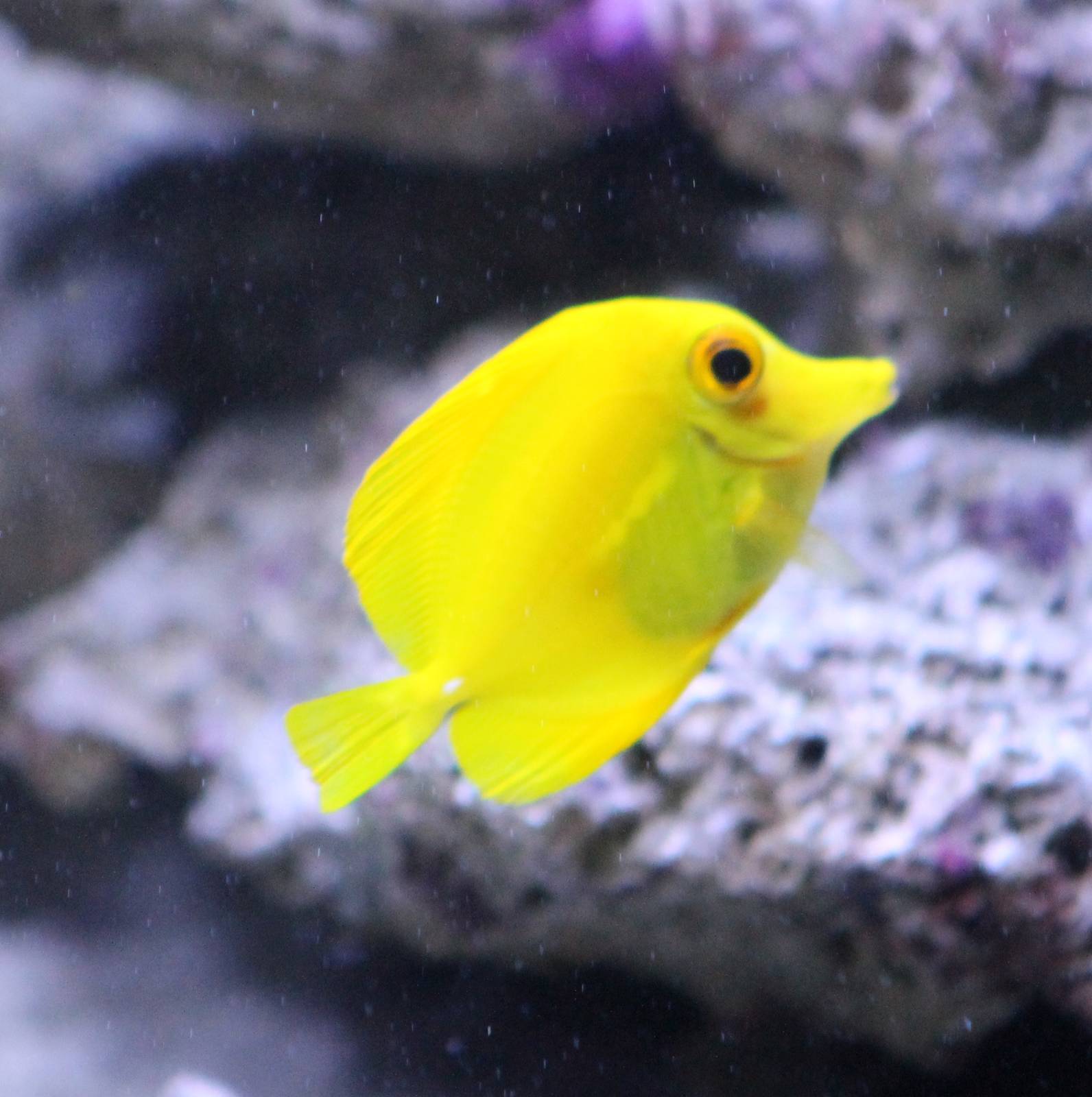 Yellow surgeonfish