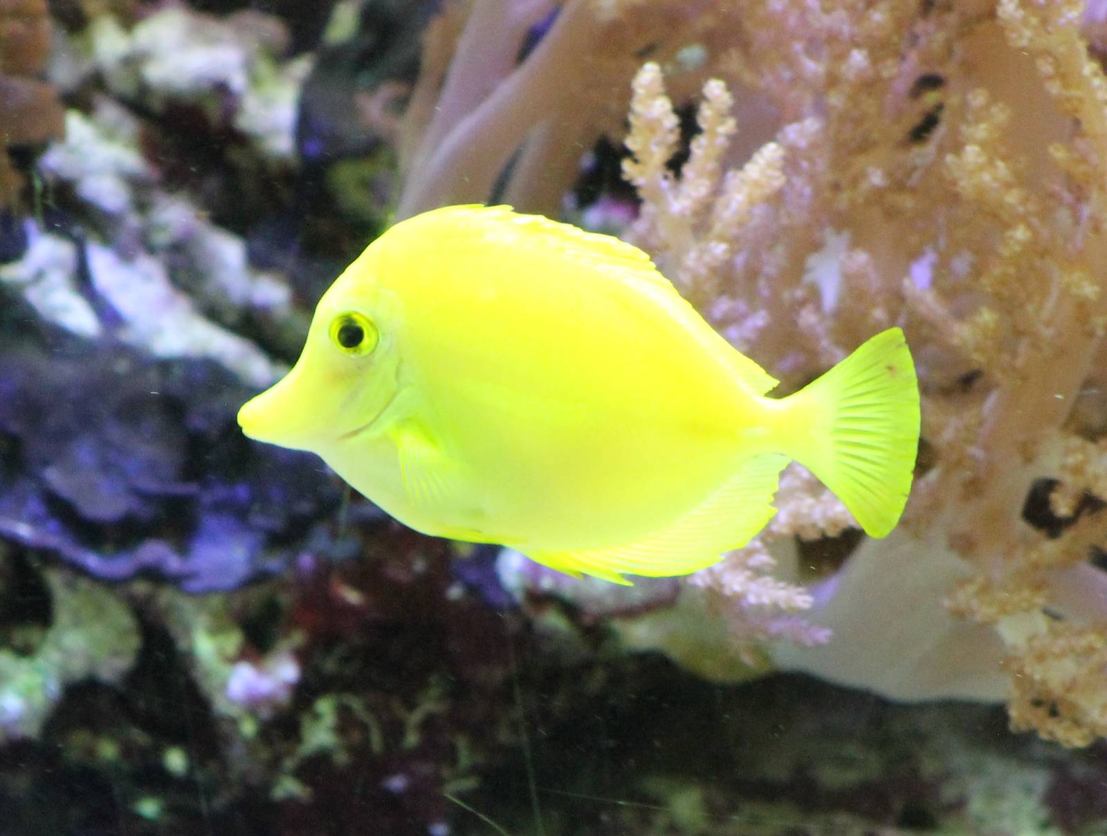Yellow surgeonfish