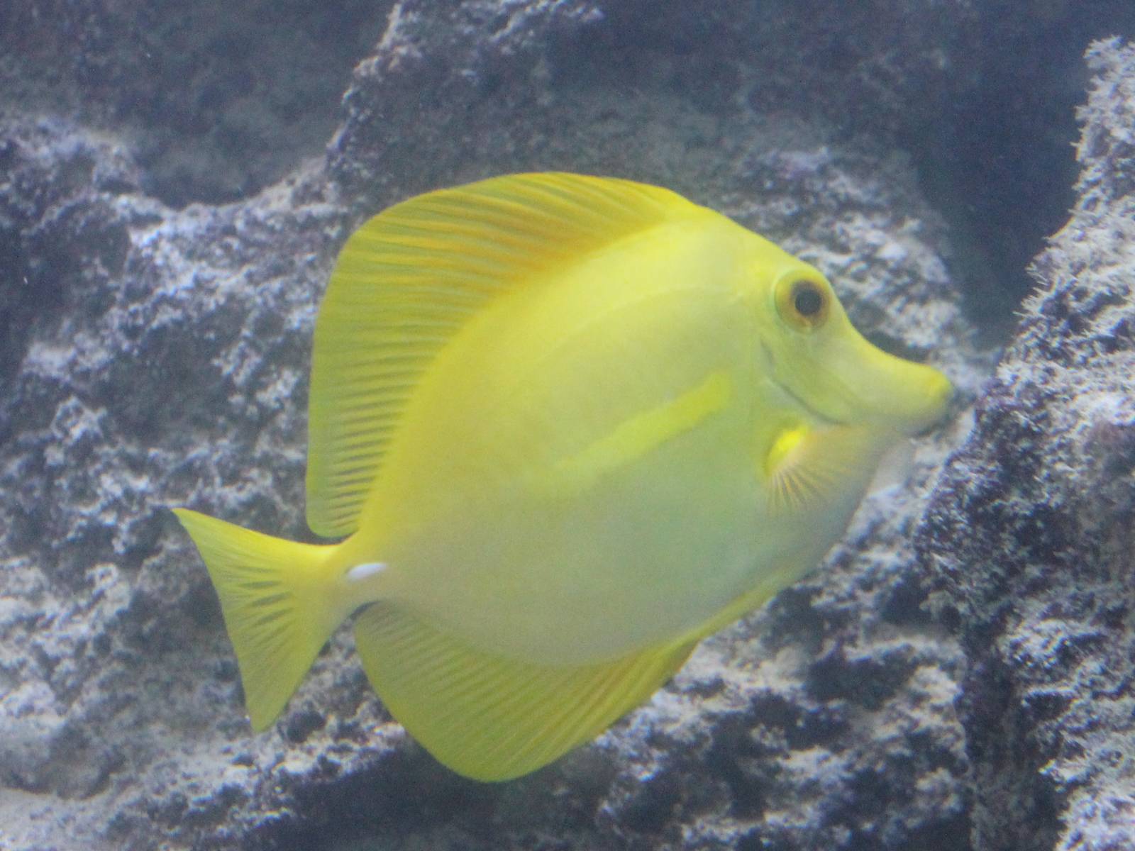 Yellow surgeonfish
