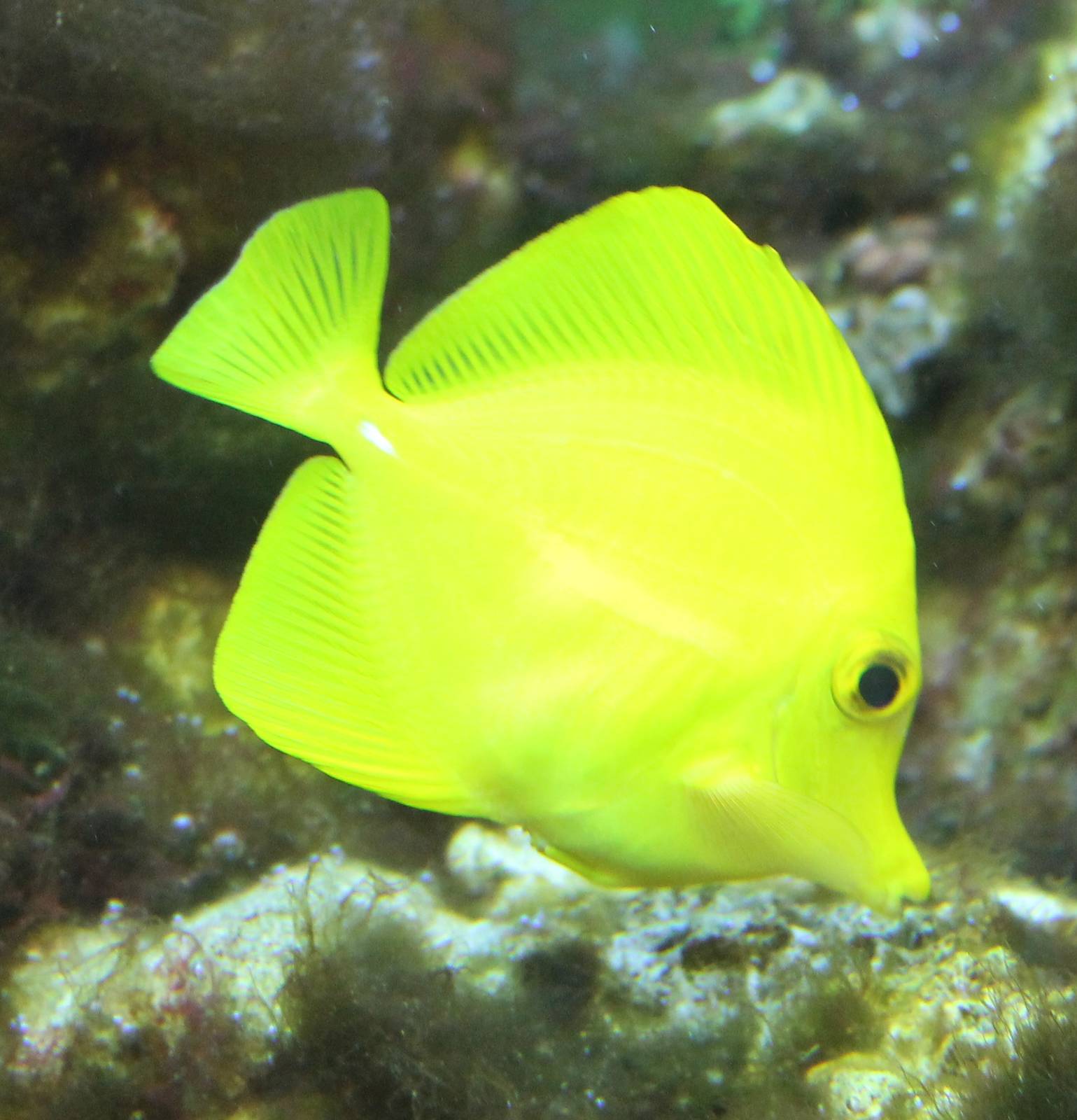 Yellow surgeonfish