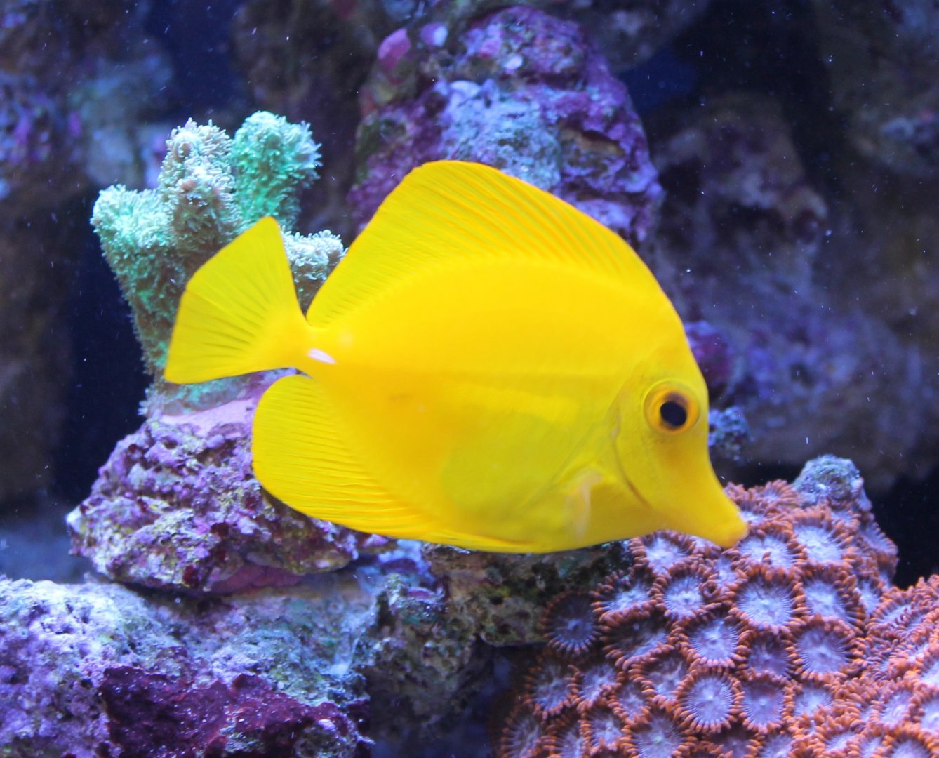 Yellow surgeonfish