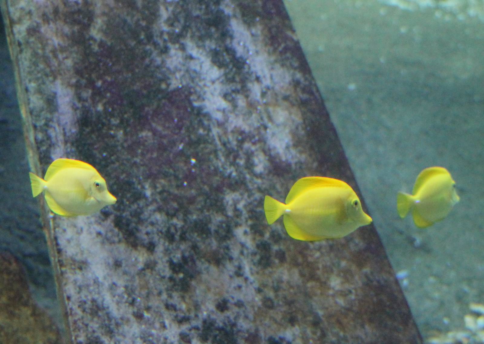 Yellow surgeonfishes