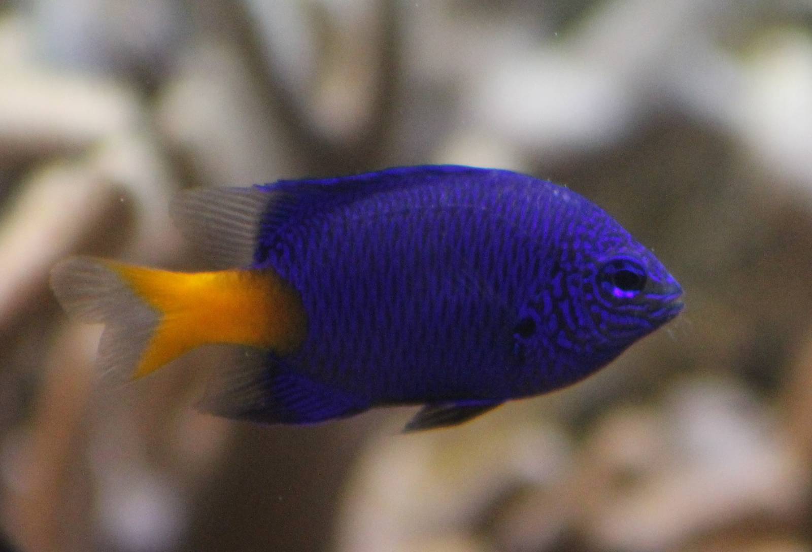 Yellow-tail blue damselfish