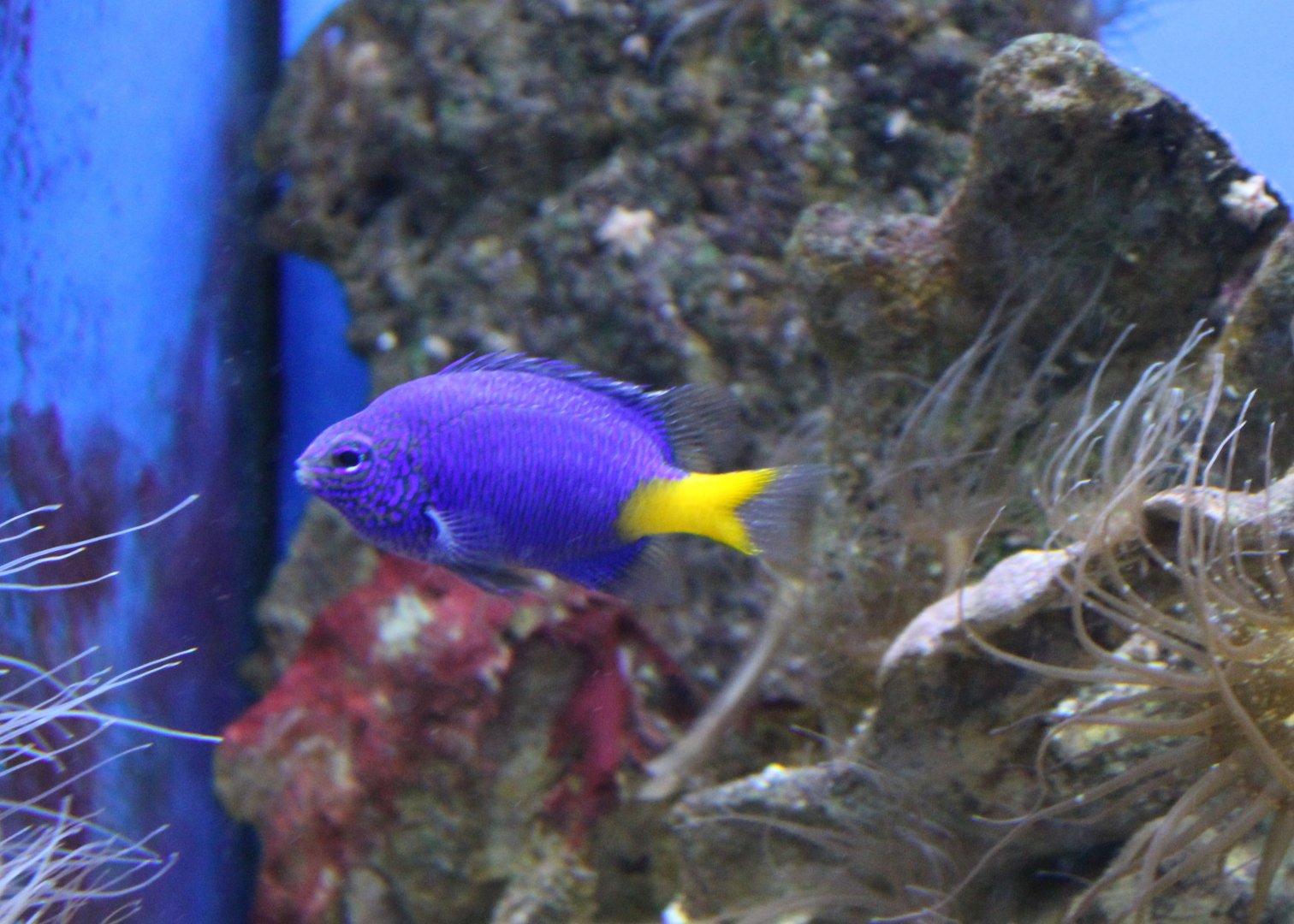 Yellow-tail damselfish - Chrysiptera parasema