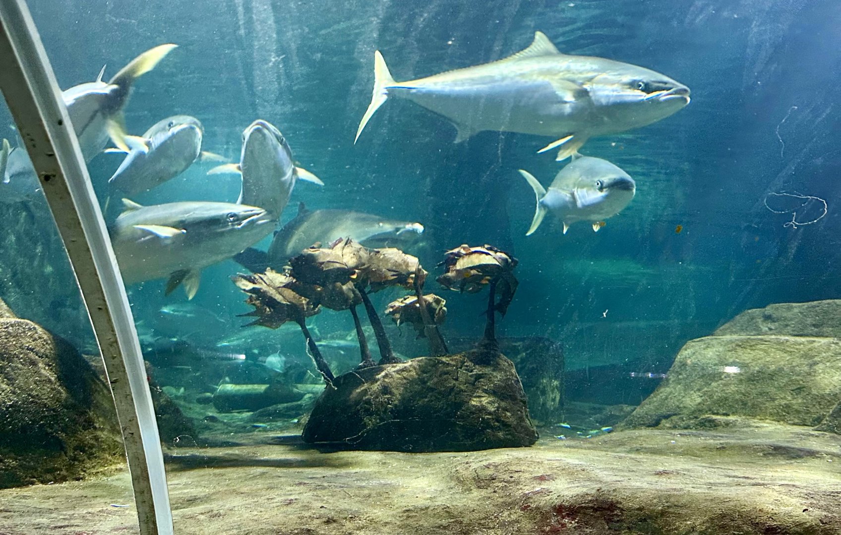 Yellow tail kingfish (Seriola lalandi)