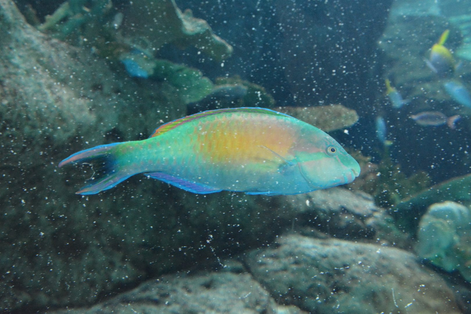 Yellow-tail parrotfish (Scarus hypselopterus)