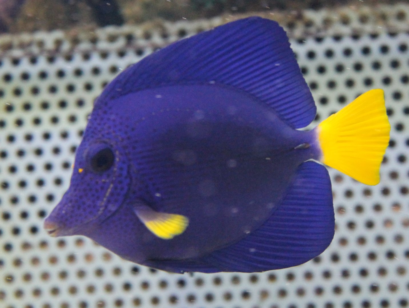 Yellow-tail tang - Zebrasoma xanthurum