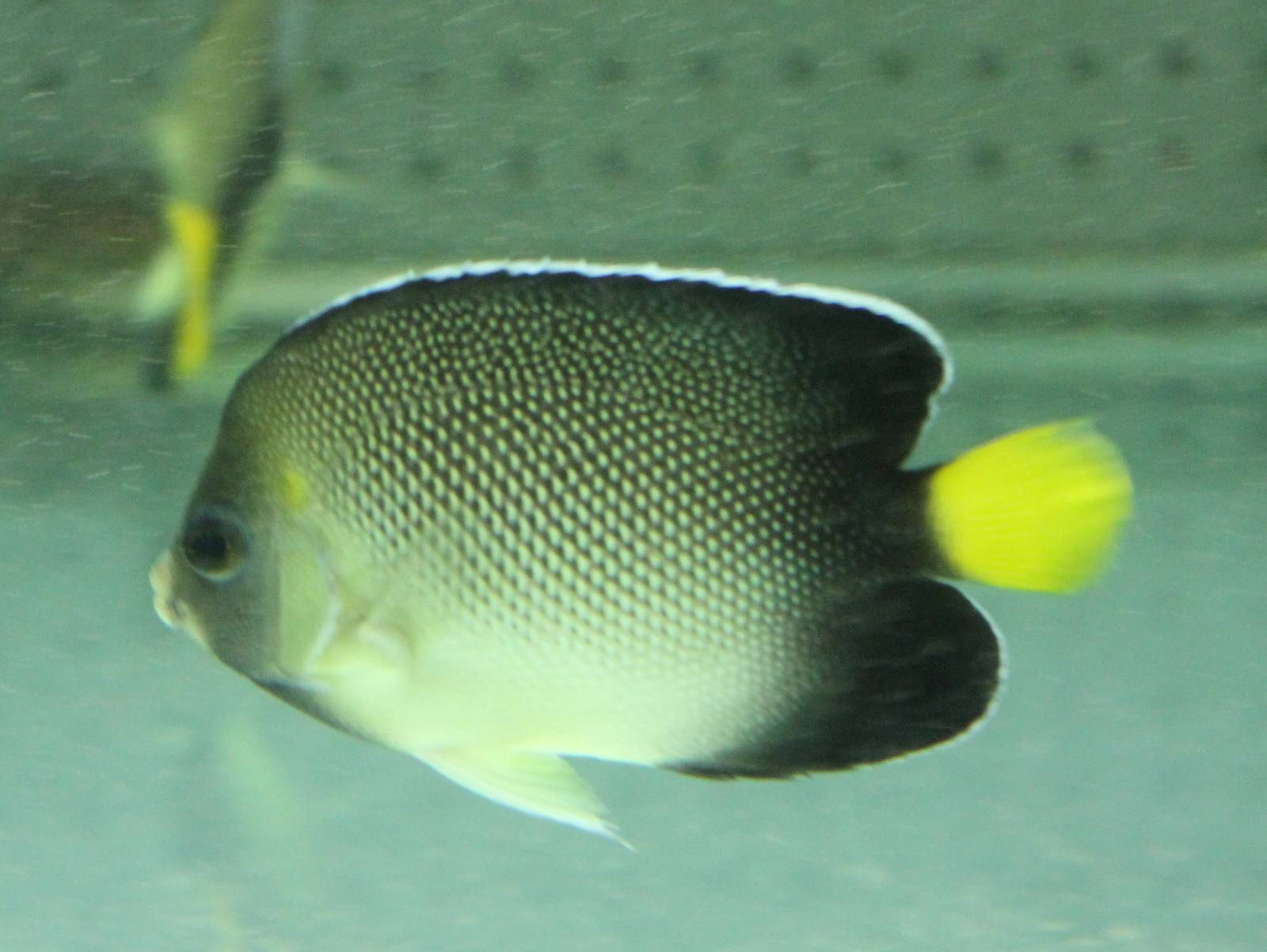 Yellow-tailed angelfish