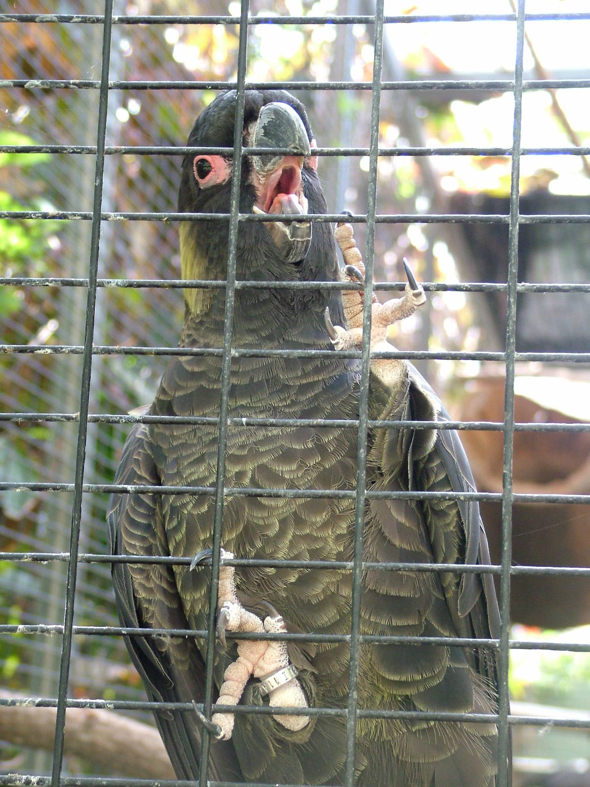 Yellow-tailed Black Cockatoo at Loro Parque, 08/11/10