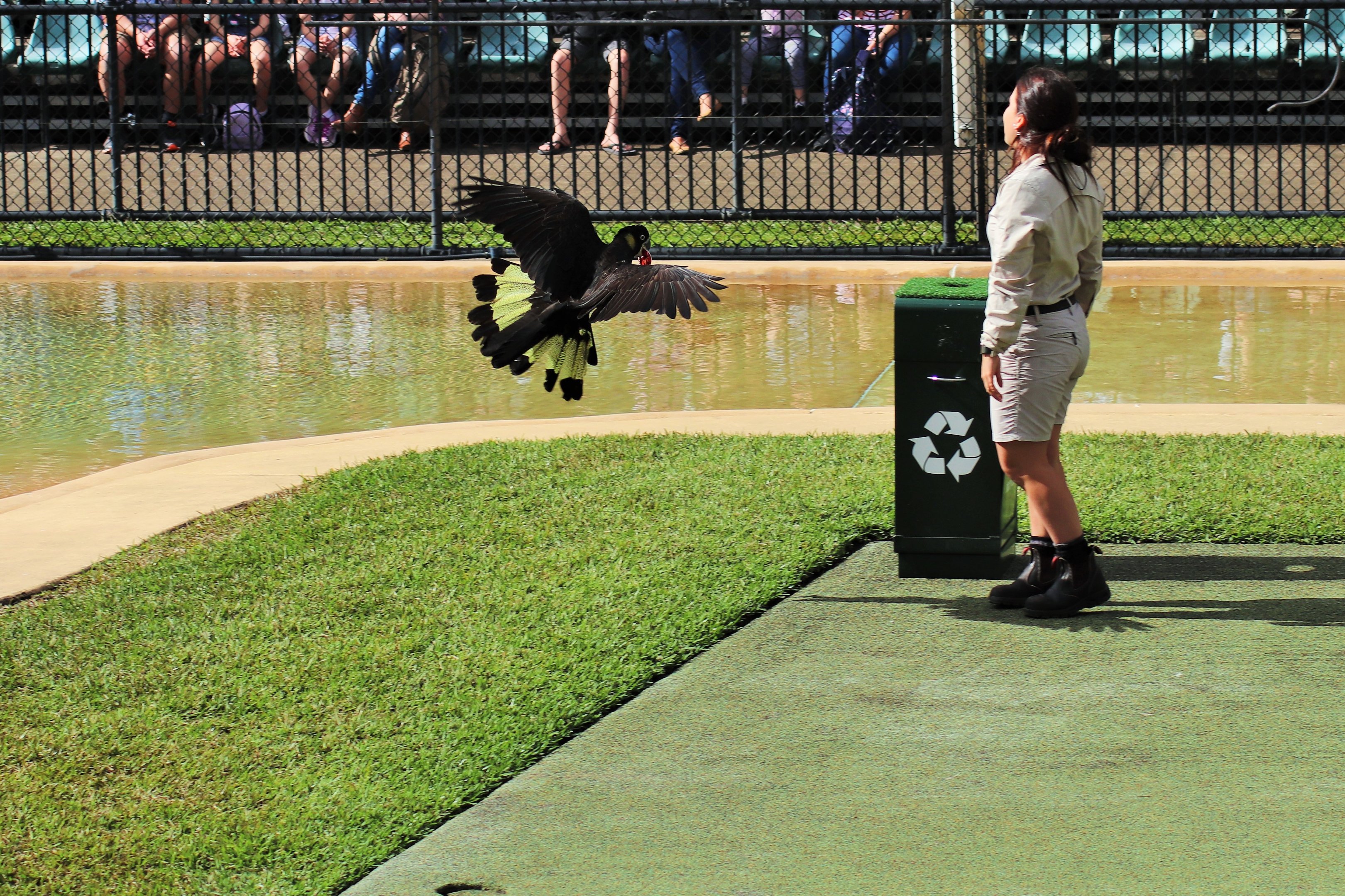 Yellow-tailed Black Cockatoo (Calyptorhynchus funereus) Placing Rubbish in the Bin