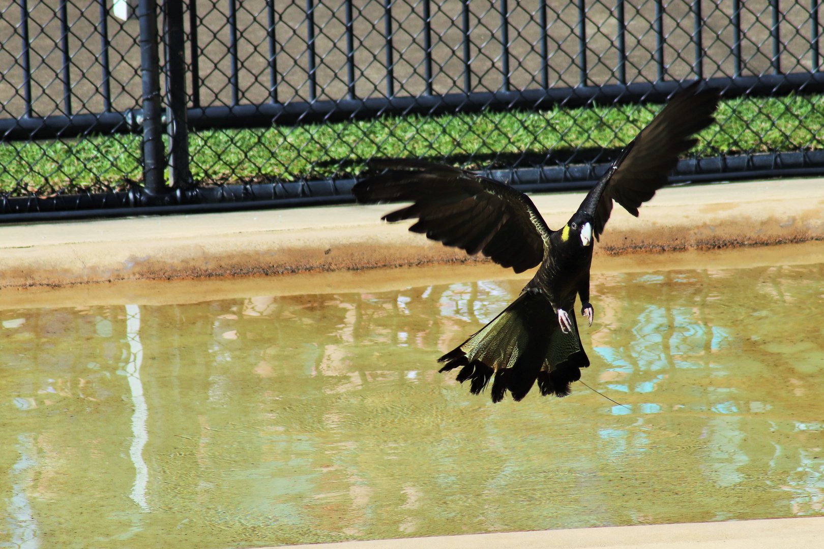 Yellow-tailed Black Cockatoo (Calyptorhynchus funereus)
