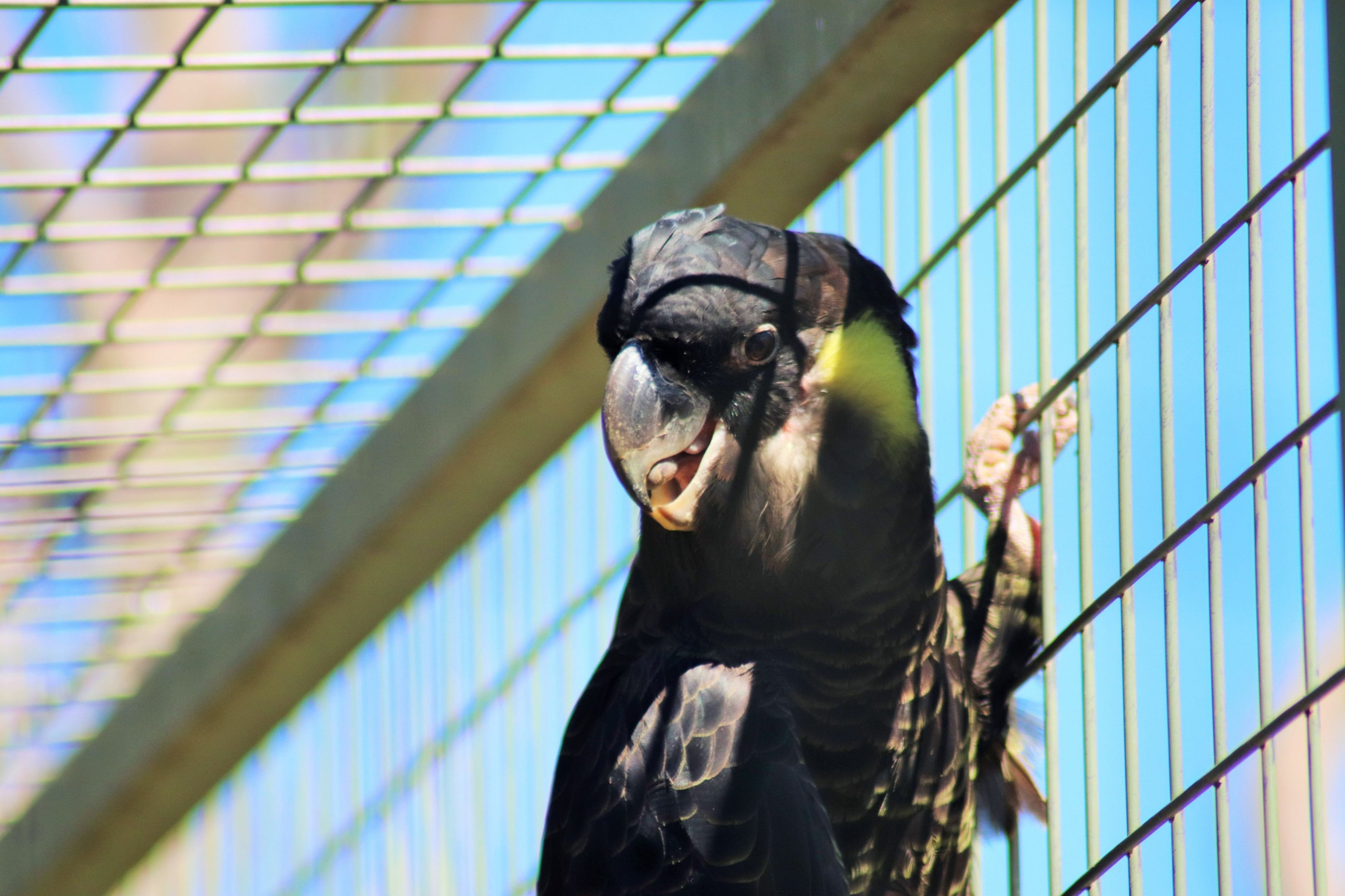 Yellow-tailed Black Cockatoo (Calyptorhynchus funereus)
