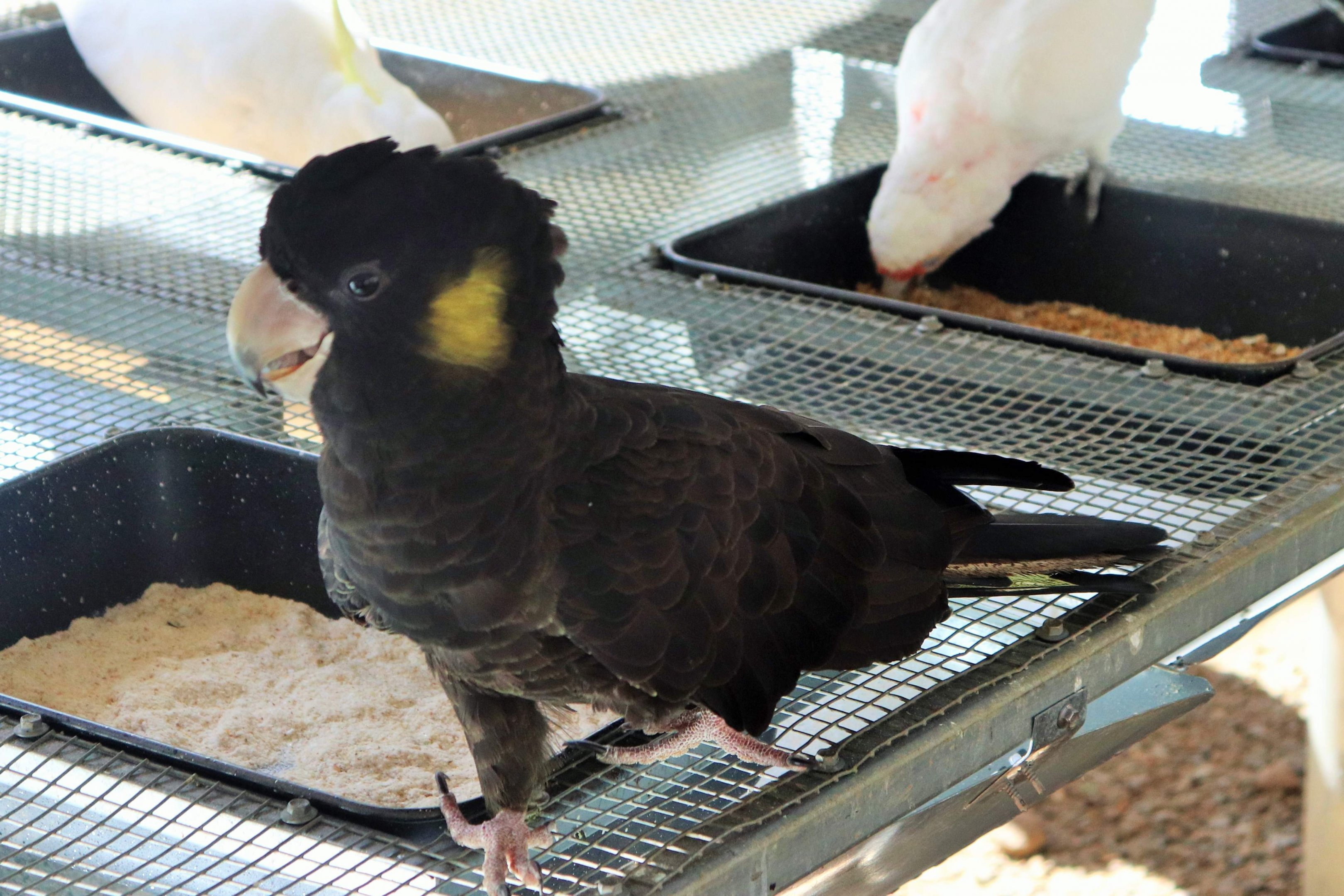 Yellow-tailed Black Cockatoo (Calyptorhynchus funereus)