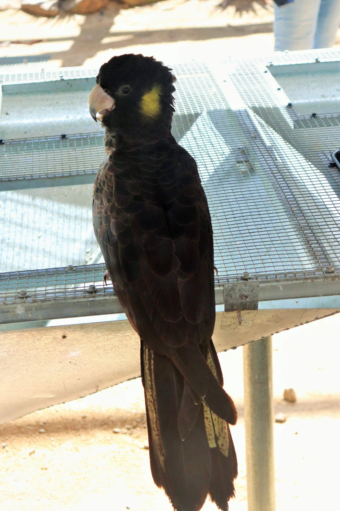 Yellow-tailed Black Cockatoo (Calyptorhynchus funereus)
