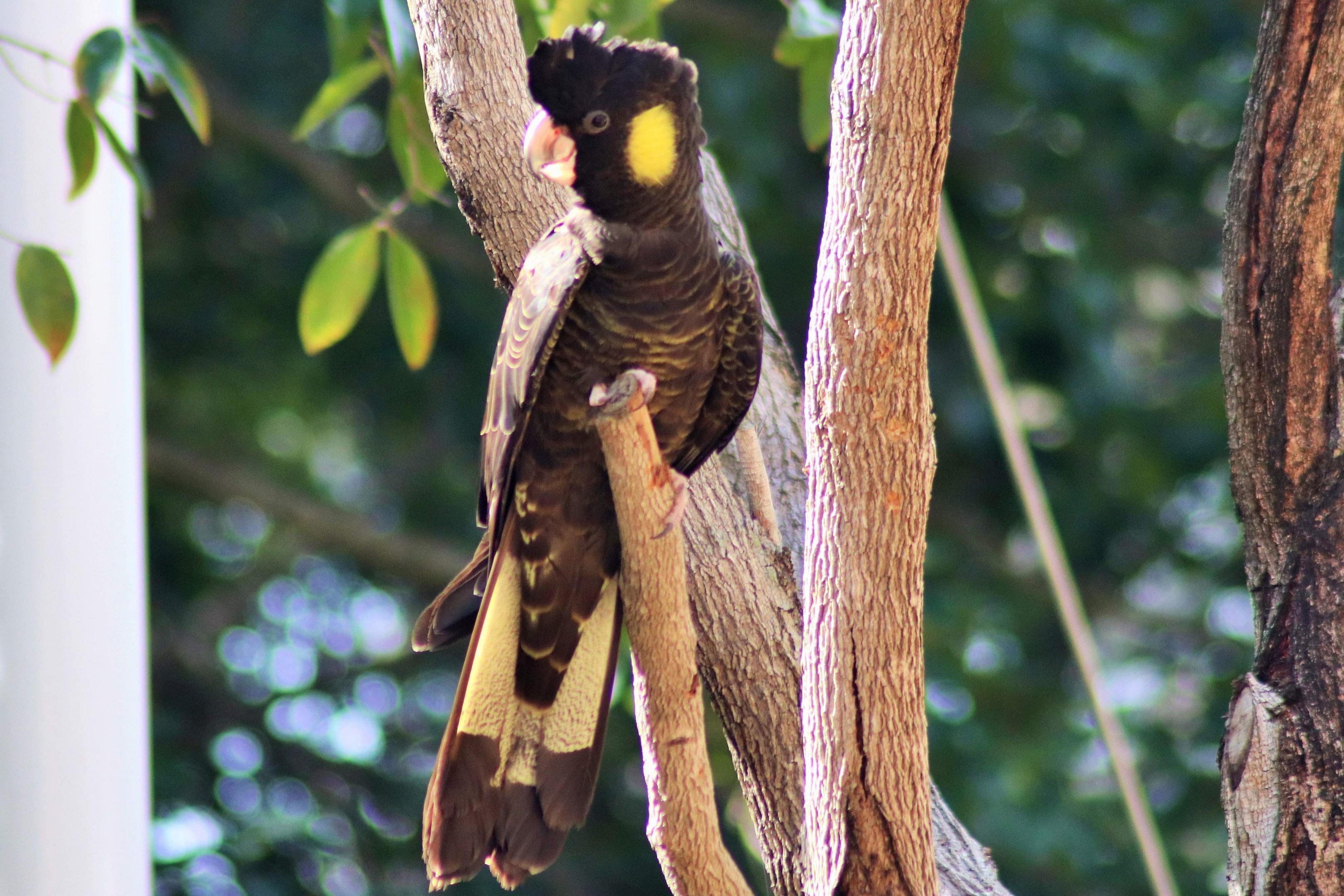 Yellow-tailed Black Cockatoo (Calyptorhynchus funereus)