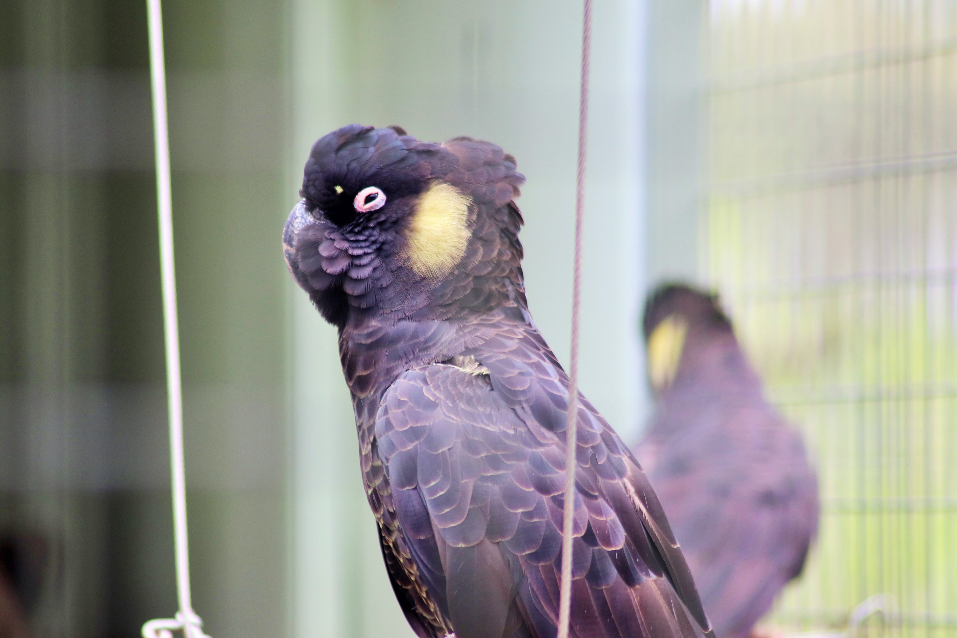 Yellow-tailed Black Cockatoo (Calyptorhynchus funereus)