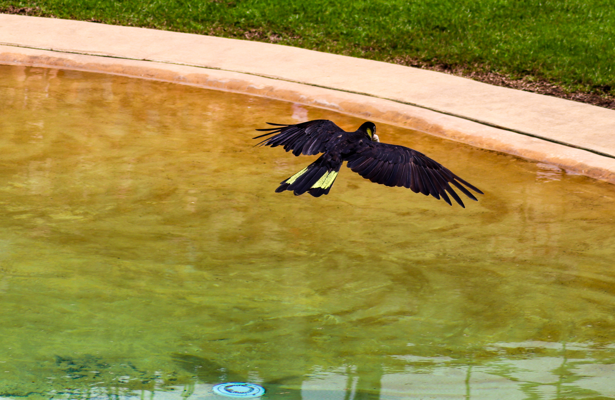 Yellow-tailed Black Cockatoo (Calyptorhynchus funereus)
