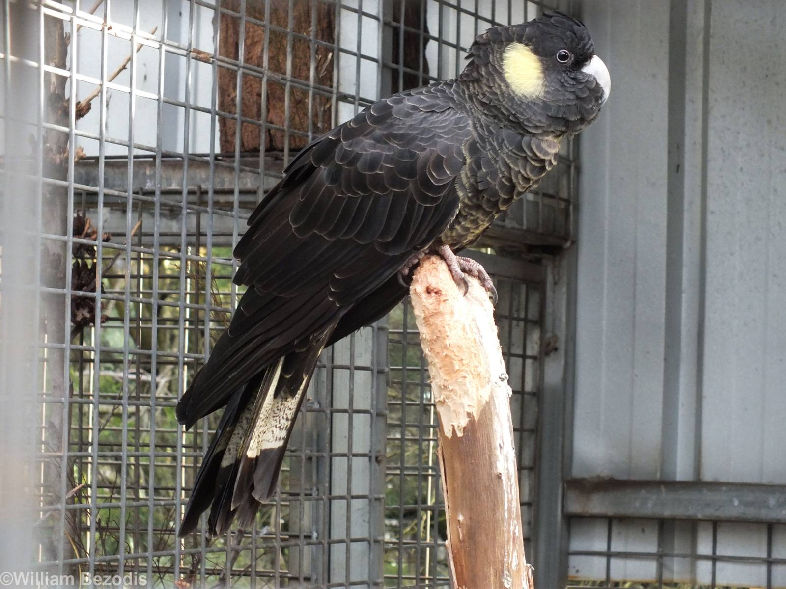 Yellow-tailed Black-cockatoo - Caversham Wildlife Park