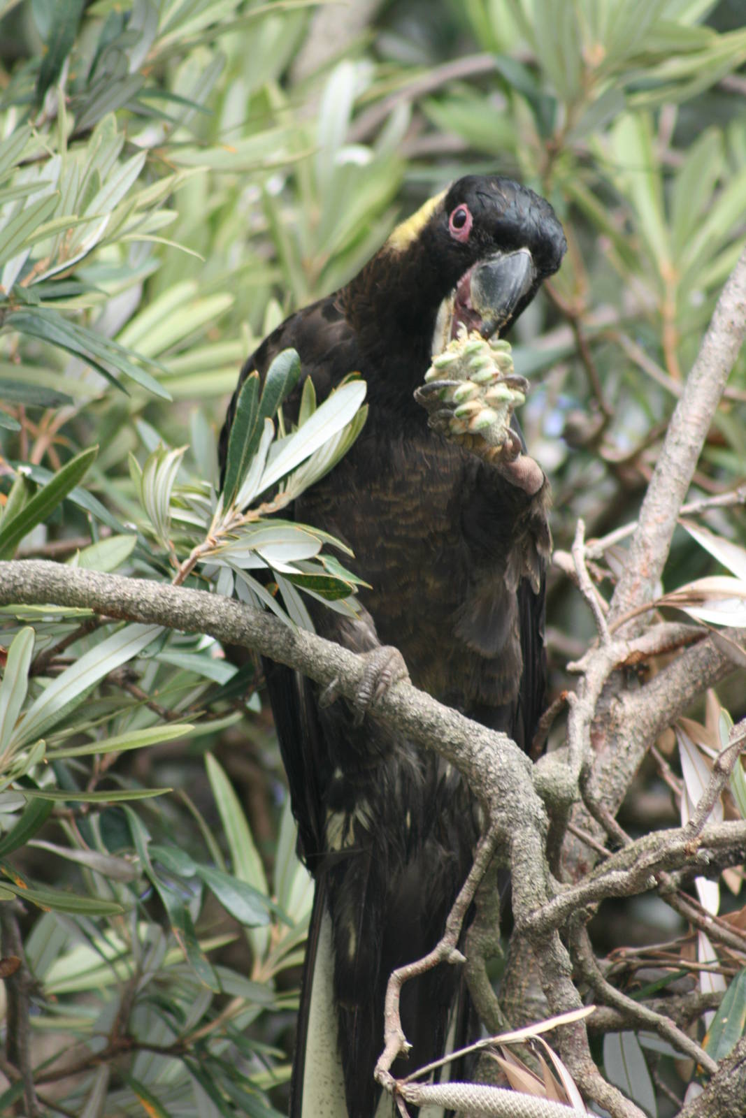 yellow tailed black cockatoo in my back yard
