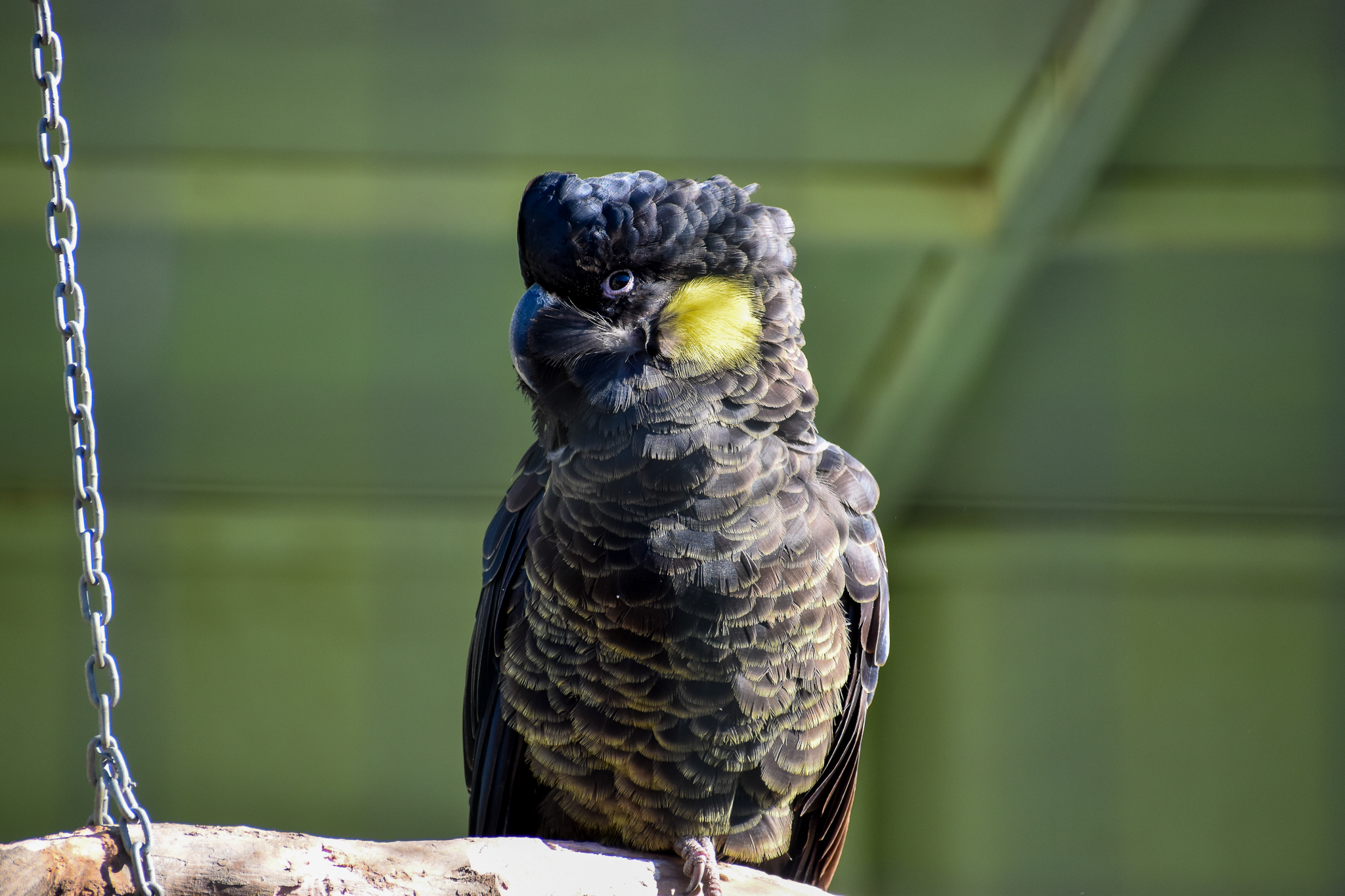 Yellow-tailed Black Cockatoo (Zanda funerea)