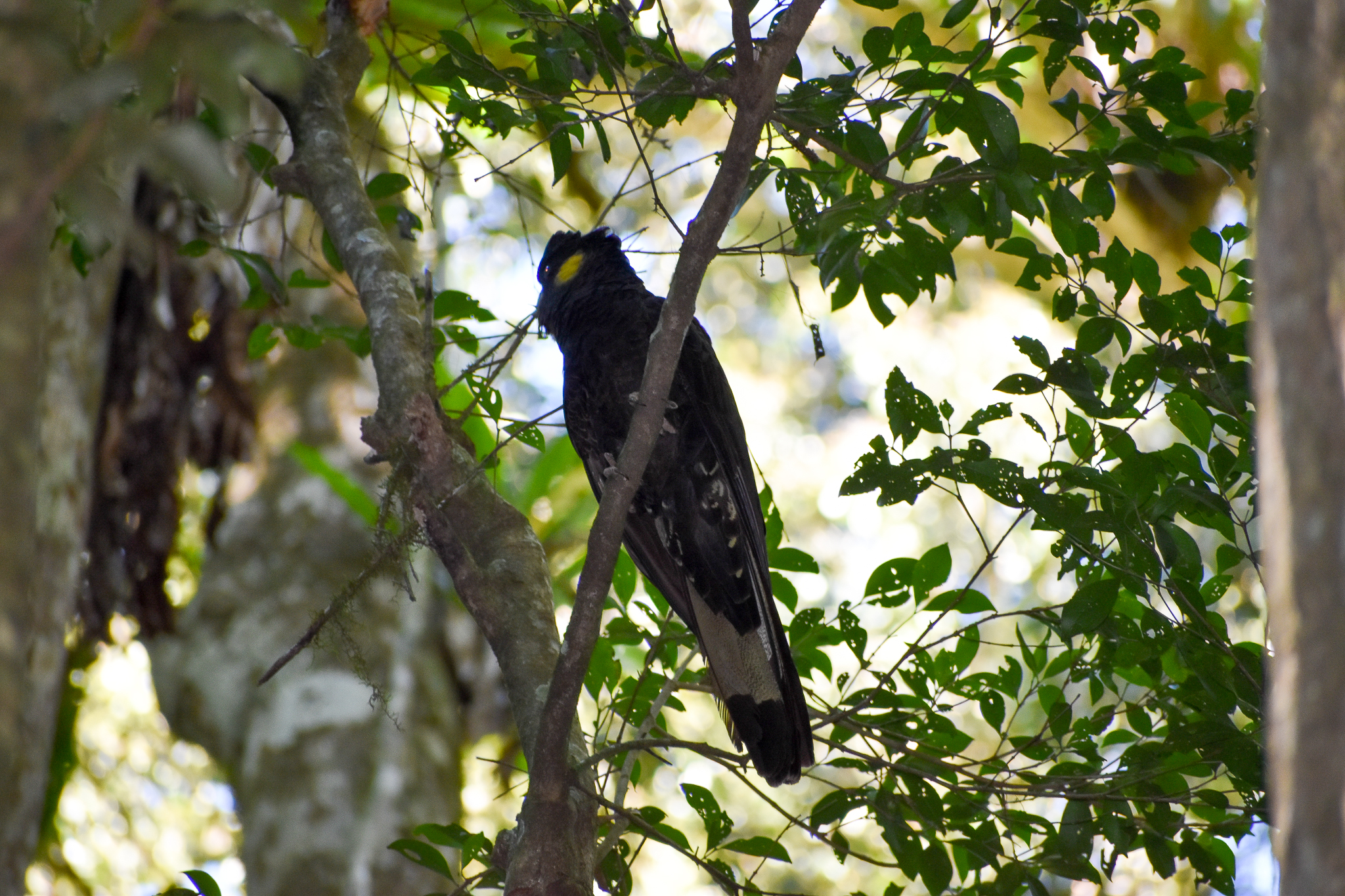 Yellow-tailed Black Cockatoo (Zanda funerea)