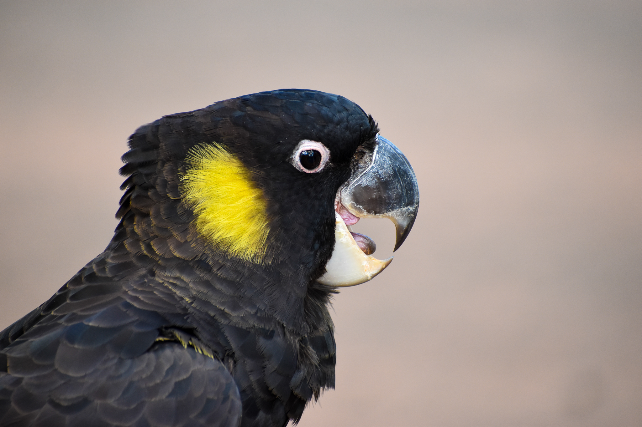 Yellow-tailed Black Cockatoo (Zanda funerea)