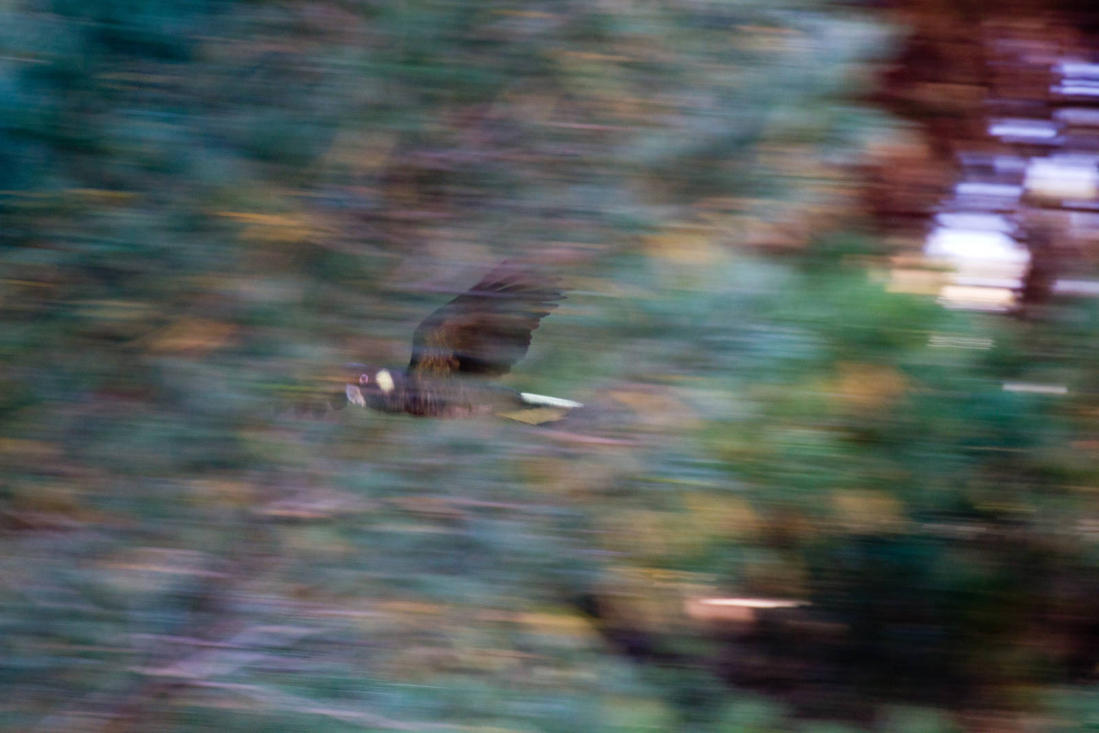 Yellow-tailed Black Cockatoo