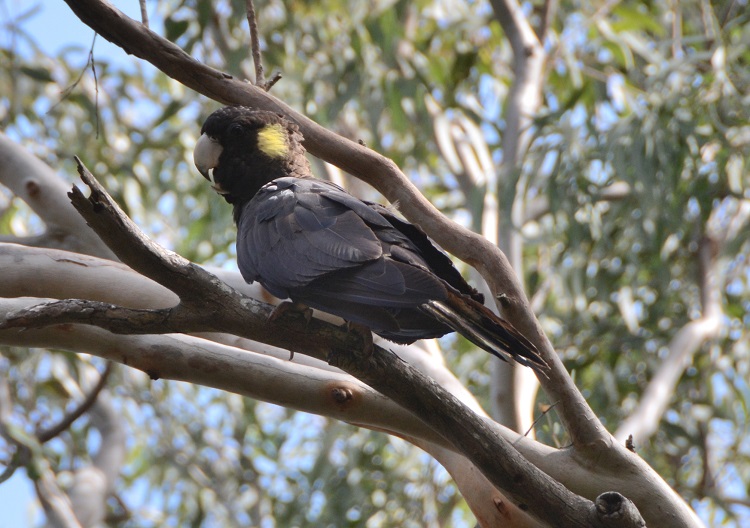 Yellow-tailed black cockatoo