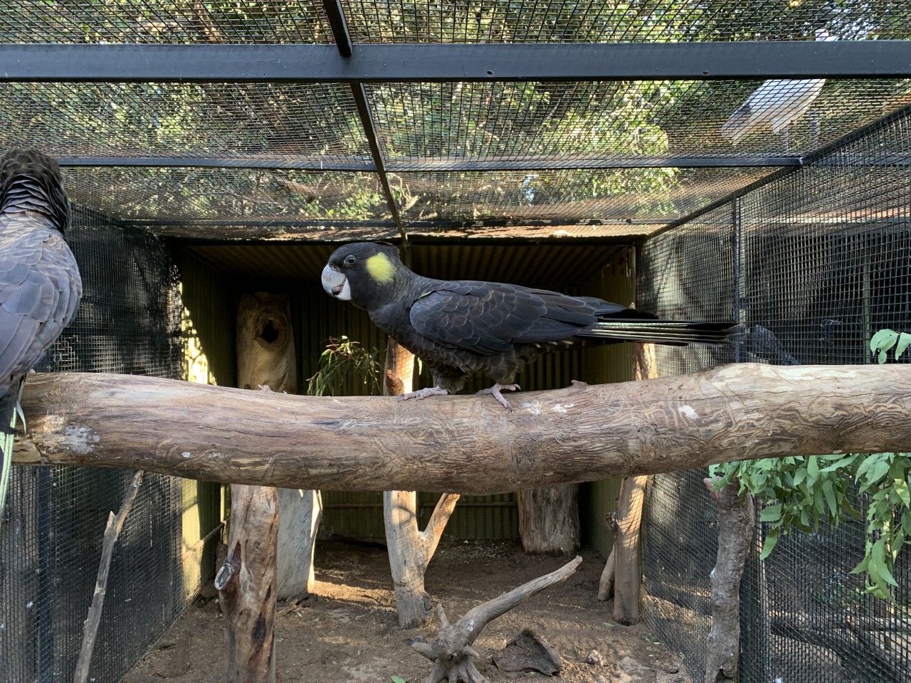 Yellow-tailed Black-Cockatoo
